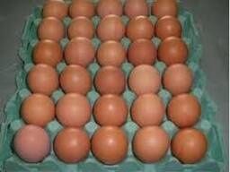 Інкубаційні яйця