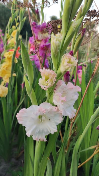 Гладиолусы сортовые,смесь сортов,