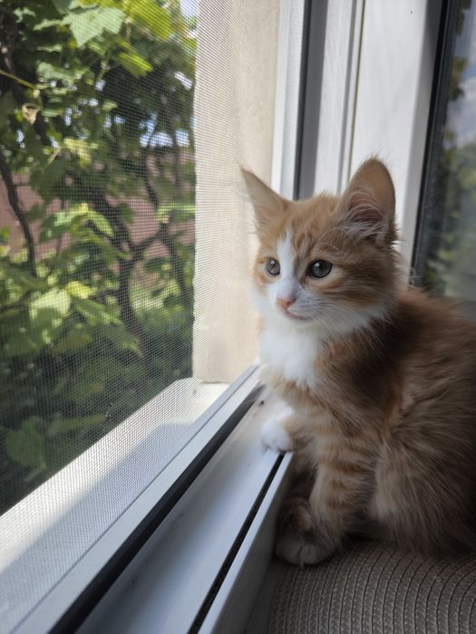 Руда кішечка. Котики. Кошеня. Руде кошеня