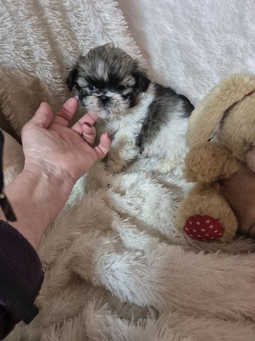 Shih-tzu Macho Tricolor Criadora Registada PT 3088 FL