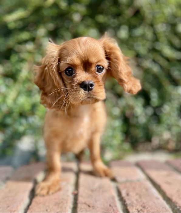 Cavalier king charles spaniel samiec