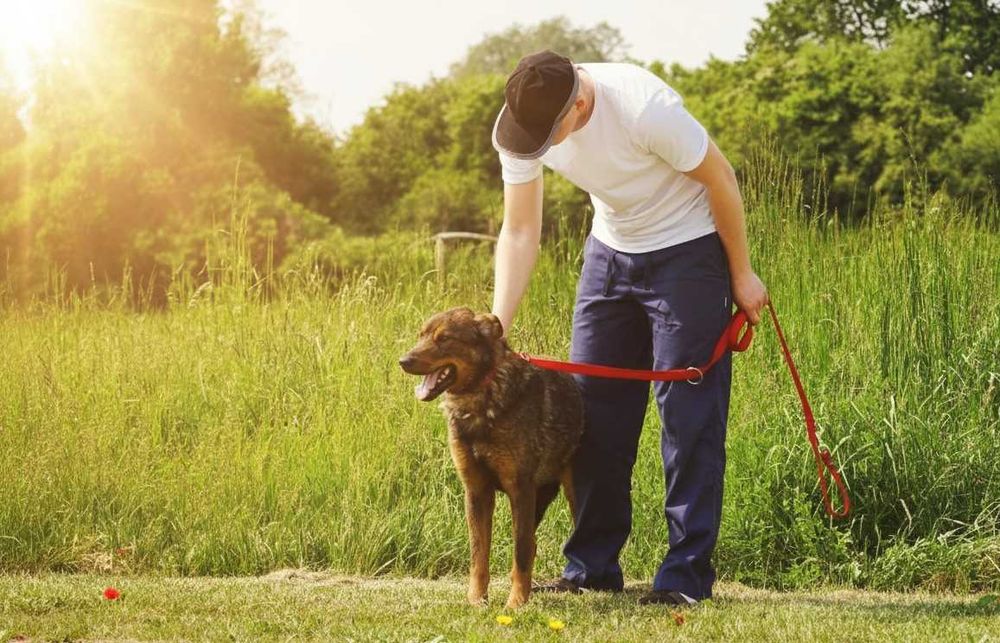 FEBEK - duży, brązowy pies szuka domu