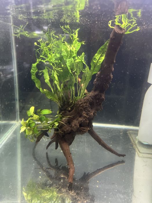 Korzen mangrowca do akwarium z microsorium i anubiasem