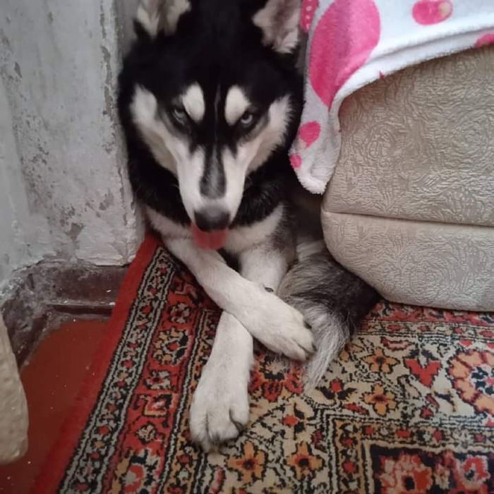 Хаски три года. Кривой Рог