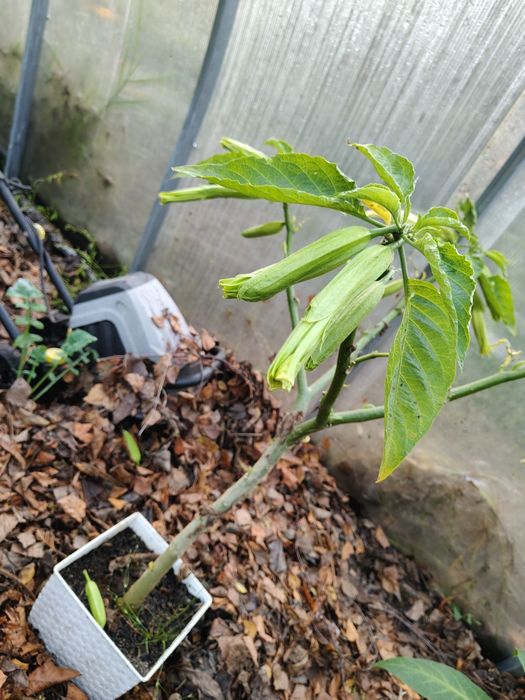 Datura brugmasia 80cm