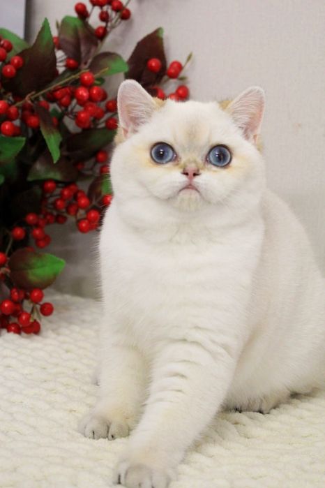 Британская шиншилла