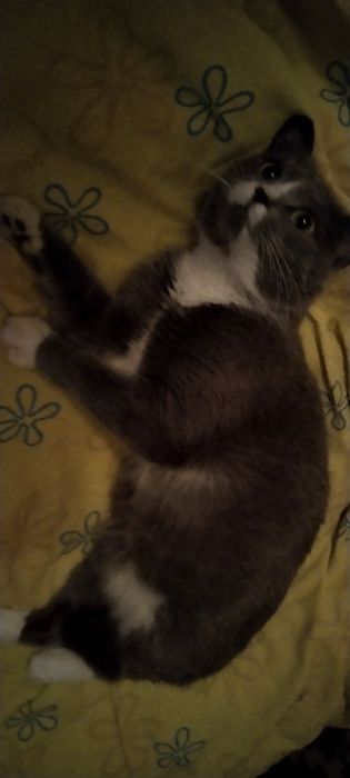Отдам даром в добрые руки серо-белую кошечку