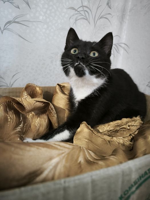 Кому гарненьке кошеня, буде чудовим компаньйоном