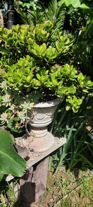Vendo varias plantas