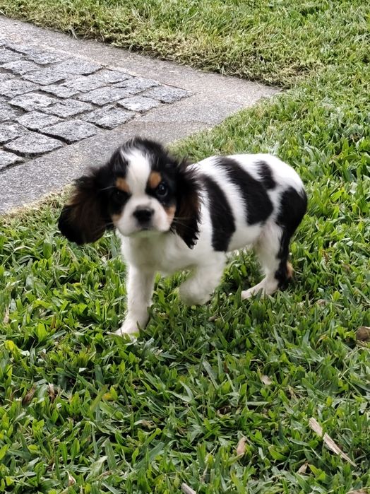 Cavalier King Charles Fêmea