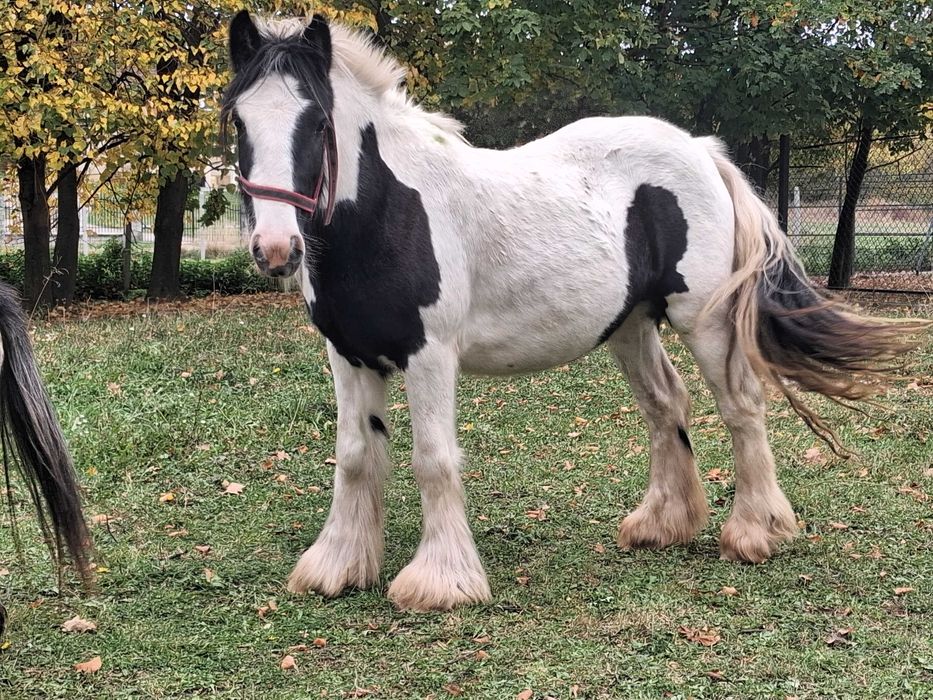 Klacz tinker gypsy cob
