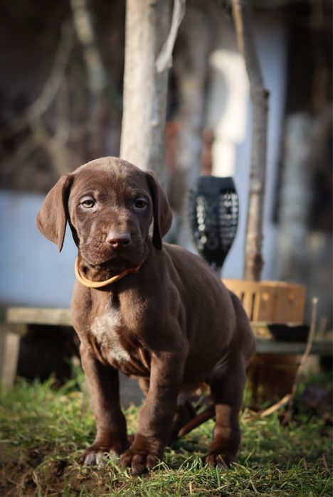 Wyżeł niemiecki krótkowłosy- szczeniaki  „Znad Odrzańskich Pól” FCI