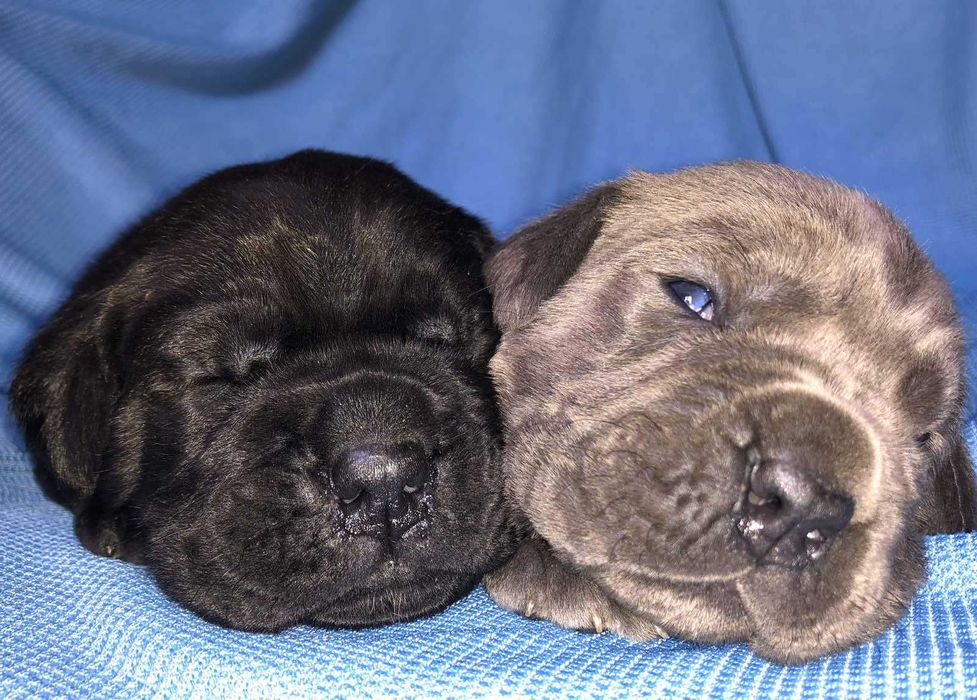 Кане корсо дівчата та хлопці