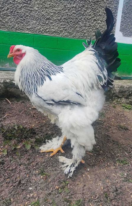 Продам кури Брама Світла, сім'я