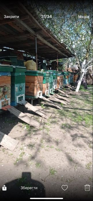 Продам бджолині сімʼі