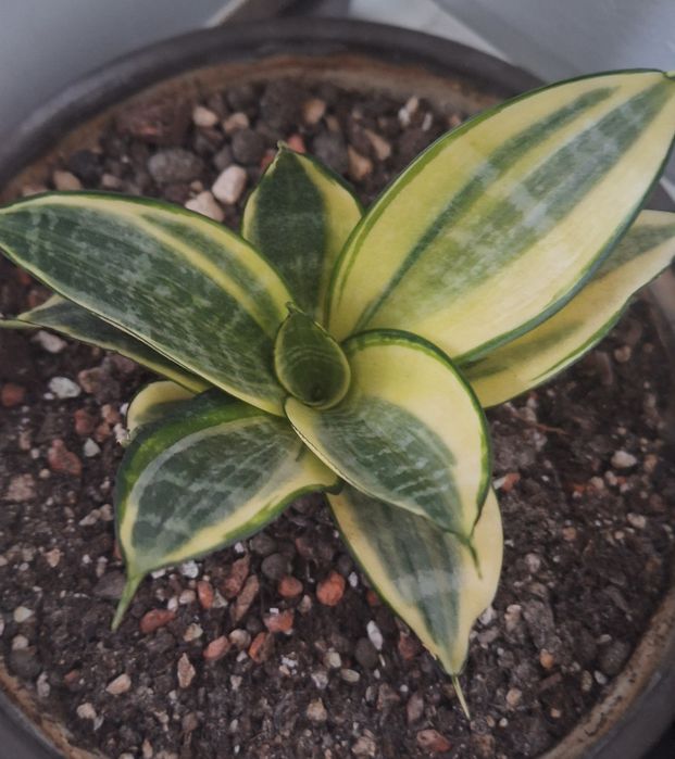 Sansevieria Golden Hahnii- sadzonka