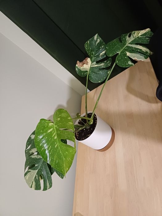Monstera Thai Constellation