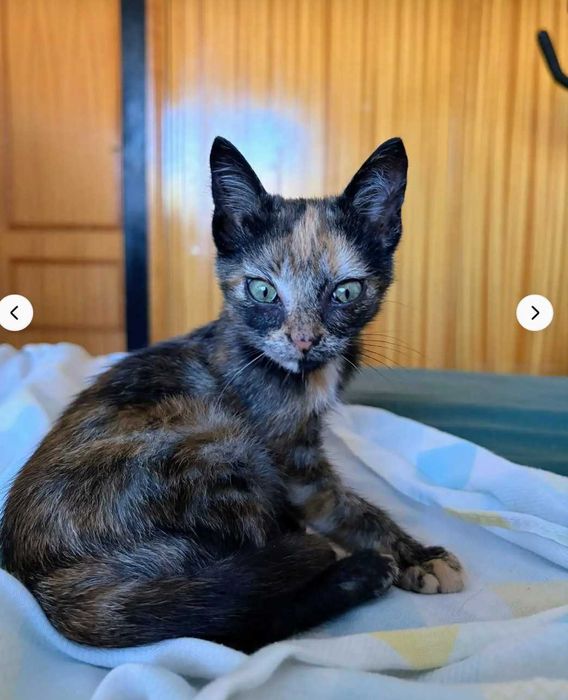 Gata bebé para adoção consciente