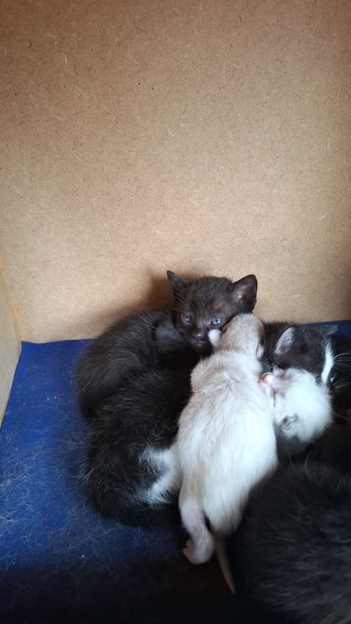 Dá-se gatinhos nascidos em Abril 2026