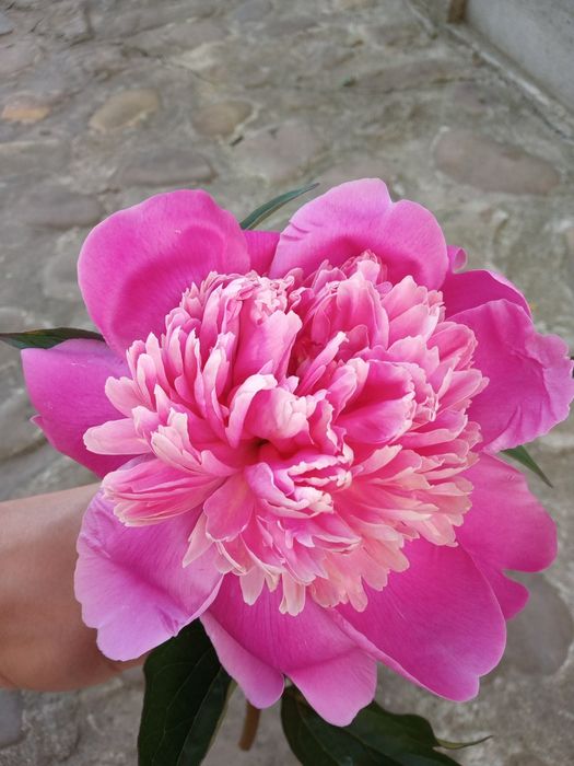 Продам кущики рожевих півонії