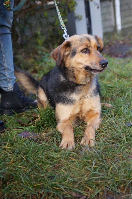 Łagodna i wierna suczka- adoptuj Elke