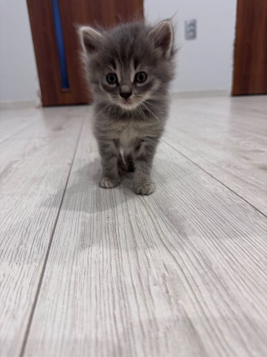 Котята себирская кошка