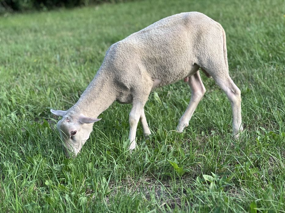 Owce tryki do rozrodu Fryz Texel Białogłowa