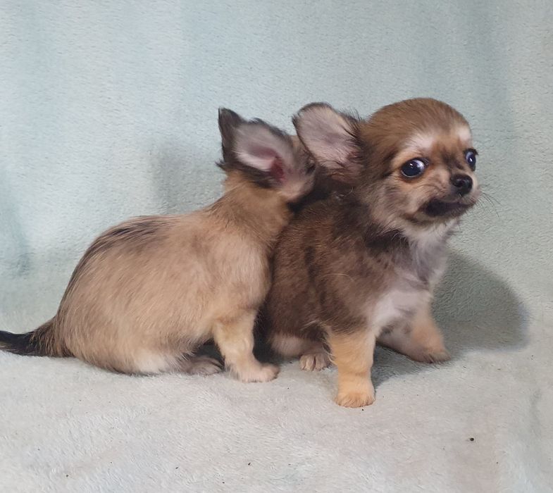 Соболя длинношерстные девочка и мальчишка