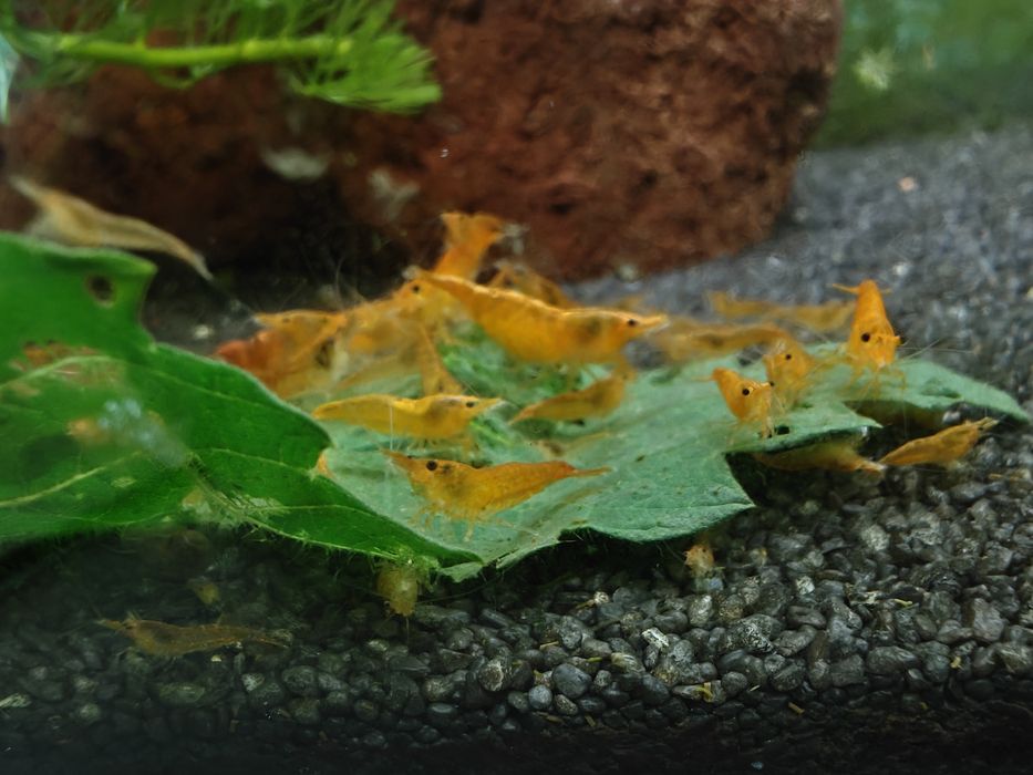 Krewetki neocaridina orange - pomarańczowe