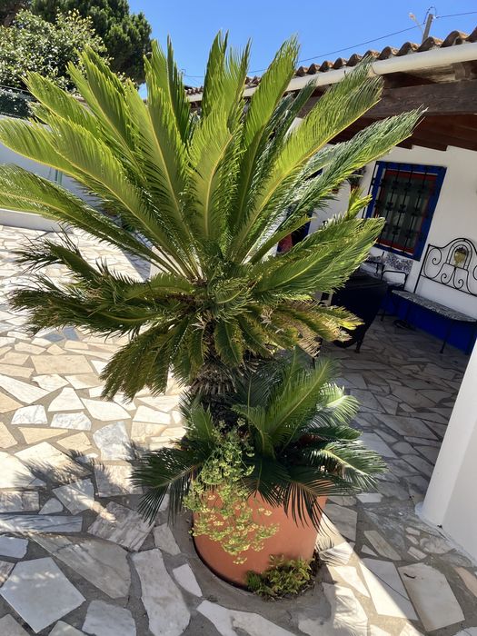 Planta Cica de origem asiatica