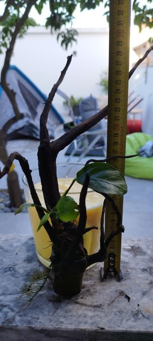 Tronco com plantas