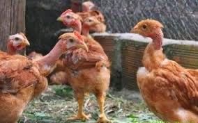 Яйце інкубаційне  Іспанка голошийка червона