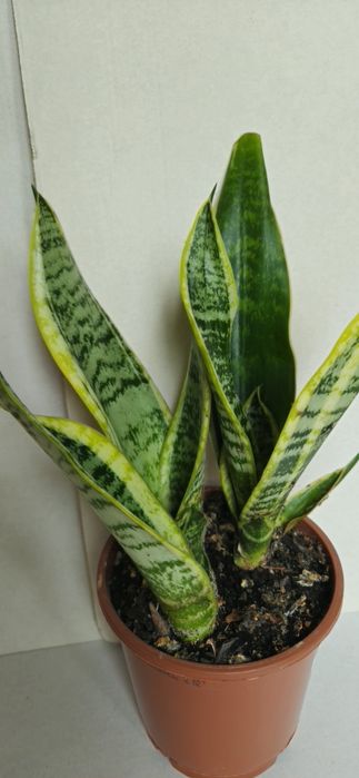 Planta Espada de São Jorge Vaso  11 cm