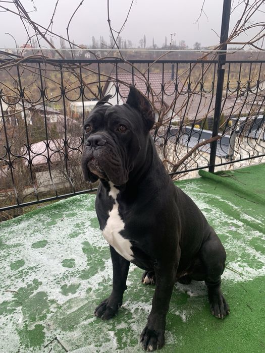 Кане Корсо вязка - сильный кобель, документы, прививки