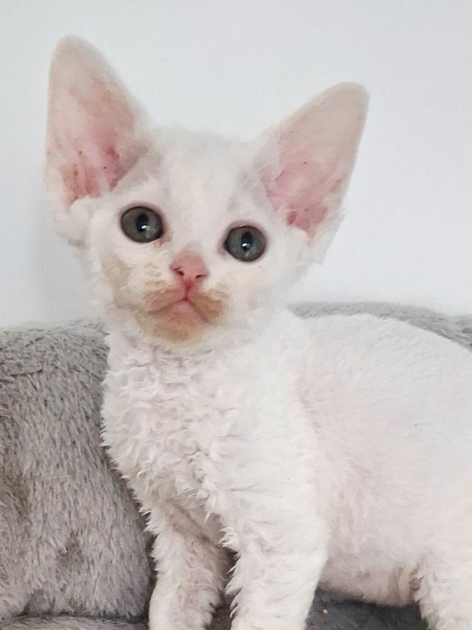 Kocurek Devon Rex
