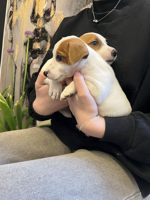 Jack russell terrier