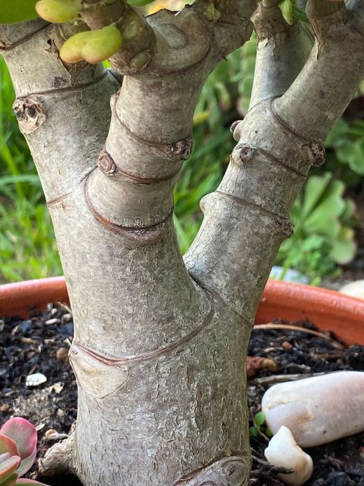 Suculenta jade tipo bonsai