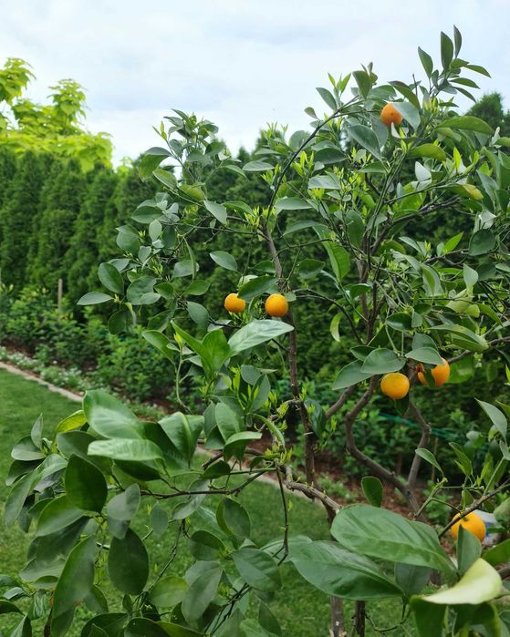 Apartament całoroczny