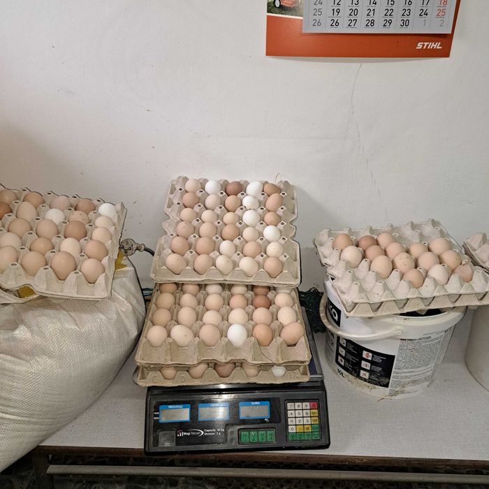 Jajka z wolnego wybiegu