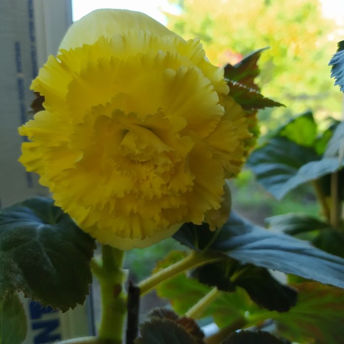 Америгибрид ruffled yellow