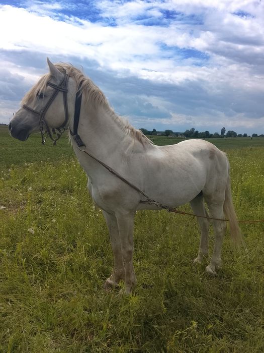 Продається жеребець