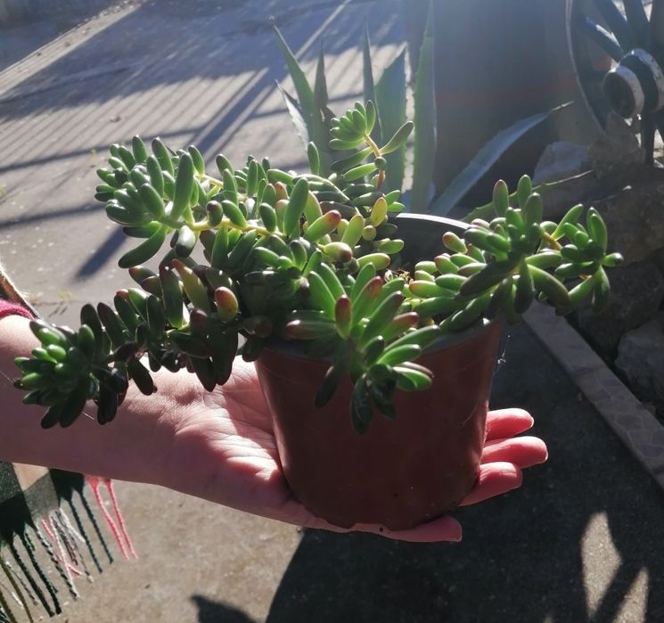 Suculenta - dedinho de moça (traduzido do inglês)