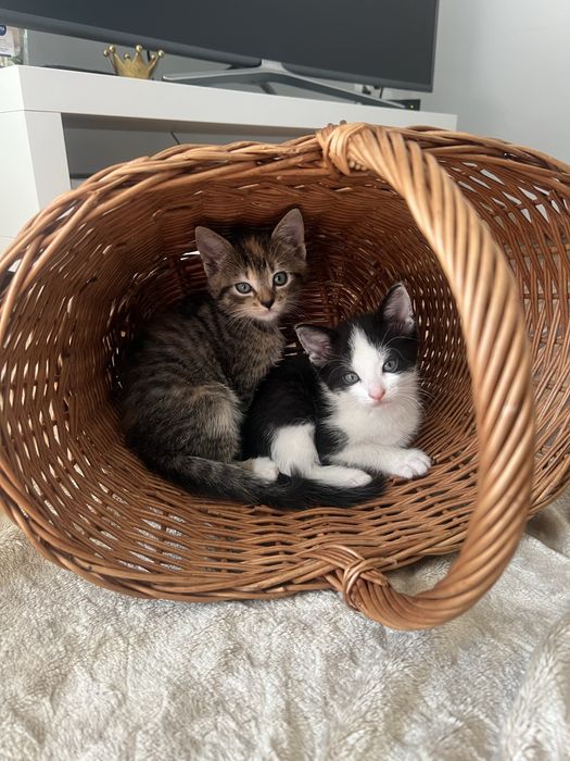 Kotki do wzięcia od zaraz