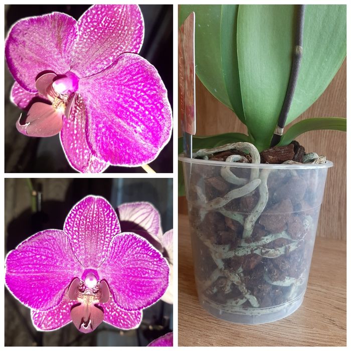 ОрхідеяІ    орхідея