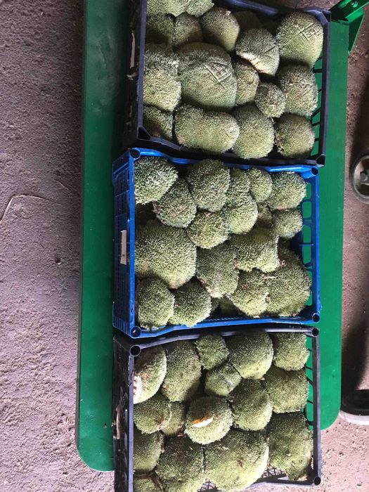 Скуп мох Кочка лісовий