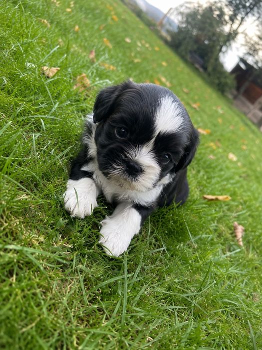 Shih tzu szczeniak