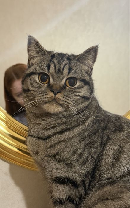 Шукаємо котика для вязки