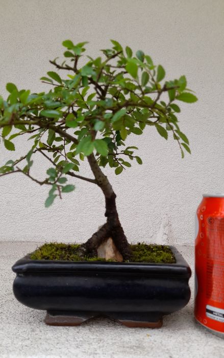 Bonsai Ulmeiro- Ulmus Parvifolia