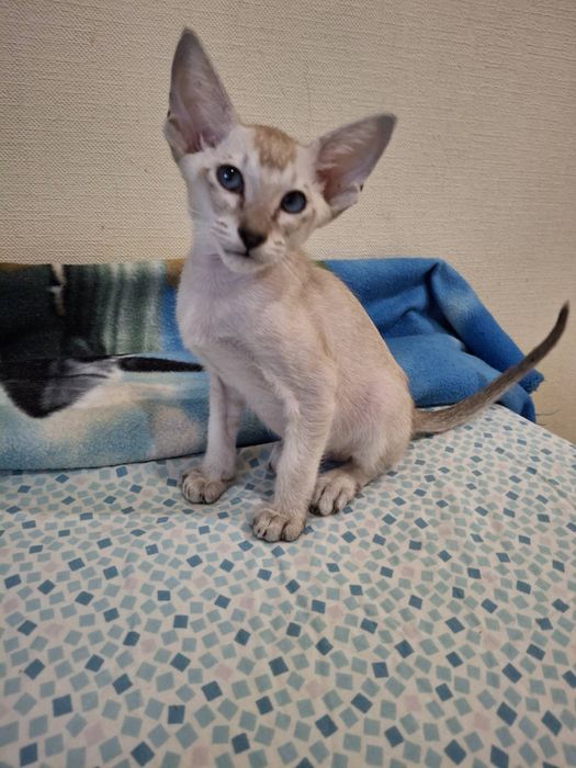 Орієнтальний   котик  сил табби поинт