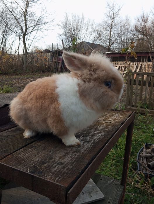 Декоративний кролик